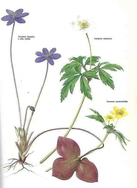 Anemoni