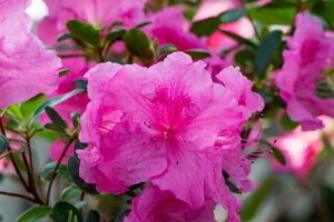 Azalea