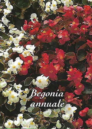 - BEGONIA ANNUALE