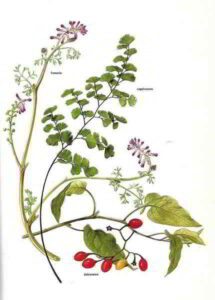 Fumaria Capelvenere Dulcamara