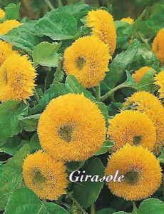 - Girasole