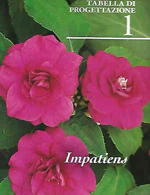 - Impatiens