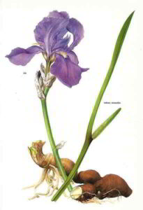 Iris Calamo aromatico