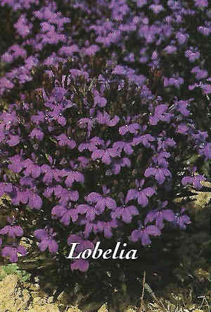 - Lobelia