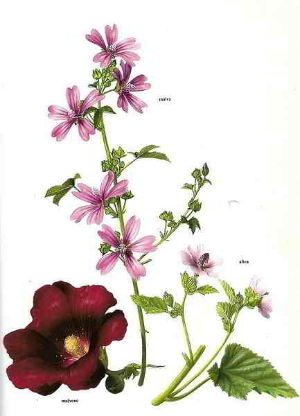 Malva Altea Malvone