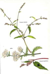 Persicaria Achillea