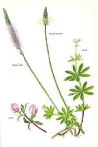 Piantaggini Ononide Asperula