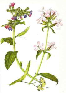 Polmonaria Saponaria Tigli