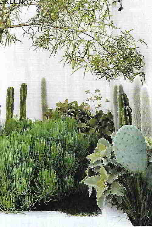 Stark Design, Superba Courtyard Garden, Sydney, Australia. Foto Brigid Arnott. Succulente e cactus