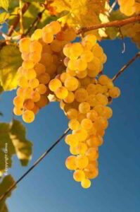 Verdicchio