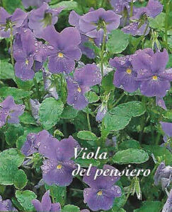 - Viola del pensiero