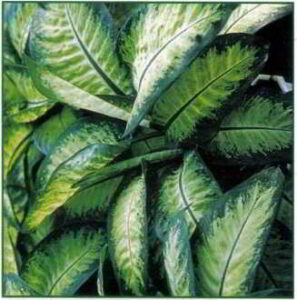 - dieffenbachia