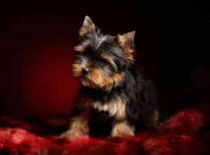 yorkshire terrier